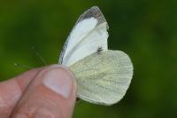 Pieris brassicae