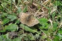 Erynnis tages