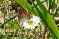 Lycaena phlaeas