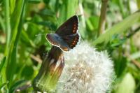 Aricia agestis