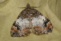 Dysstroma truncata