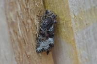 Oligia strigilis/versicolor