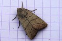Charanyca trigrammica