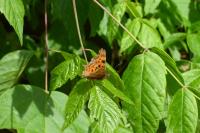 Polygonia c-album