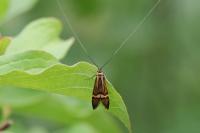 Nemophora degeerella