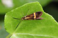 Nemophora degeerella