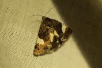 Tyta luctuosa