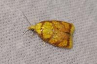 Acleris bergmanniana