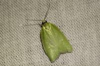 Tortrix viridana