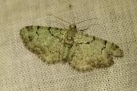 Pasiphila rectangulata
