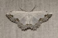 Scopula ornata