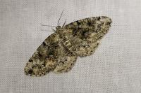 Cleorodes lichenaria
