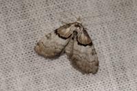 Nola cucullatella