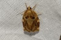 Archips xylosteana