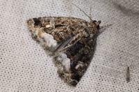 Deltote pygarga