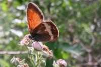Coenonympha arcania