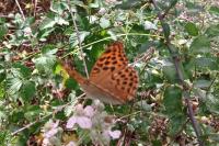 Argynnis paphia