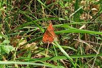 Melitaea athalia