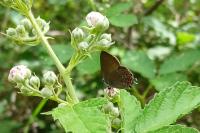 Satyrium ilicis