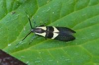 Dasycera oliviella