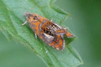 Olethreutes arcuella