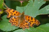 Polygonia c-album
