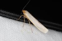 Eilema caniola