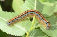 Malacosoma neustria