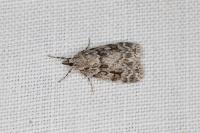Eudonia delunella
