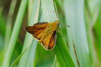 Ochlodes sylvanus