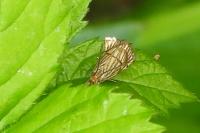 Chrysocramboides craterellus