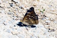 Apatura ilia