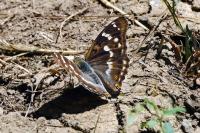 Apatura ilia