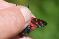 Zygaena filipendulae