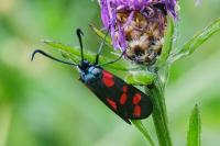 Zygaena filipendulae