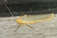 Manulea complana