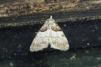 Nola cucullatella
