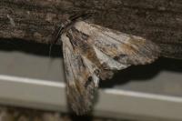Harpyia milhauseri
