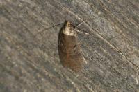 Agonopterix conterminella