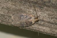 Agonopterix conterminella