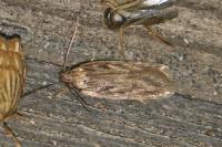 Depressaria daucella