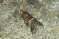 Acrobasis marmorea