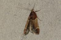Pyralis farinalis