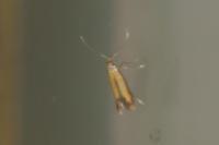 Coptotriche marginea