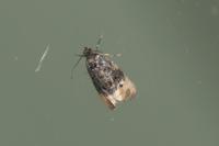 Metendothenia atropunctana
