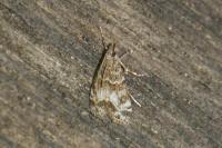 Eudonia mercurella