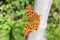 Polygonia c-album