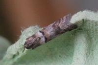 Acrobasis consociella