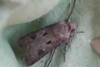 Agrotis exclamationis