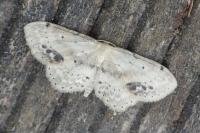 Idaea dimidiata